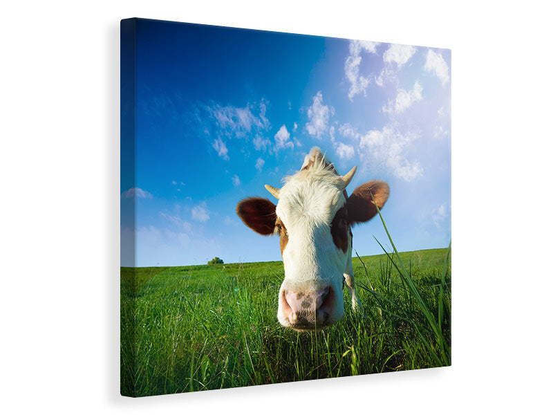 Canvas print The Cow