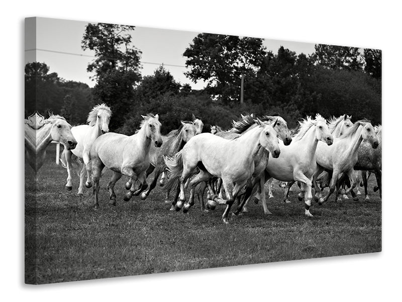 Canvas print The Mustang Herd