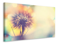 Canvas print The Dandelion In The Light