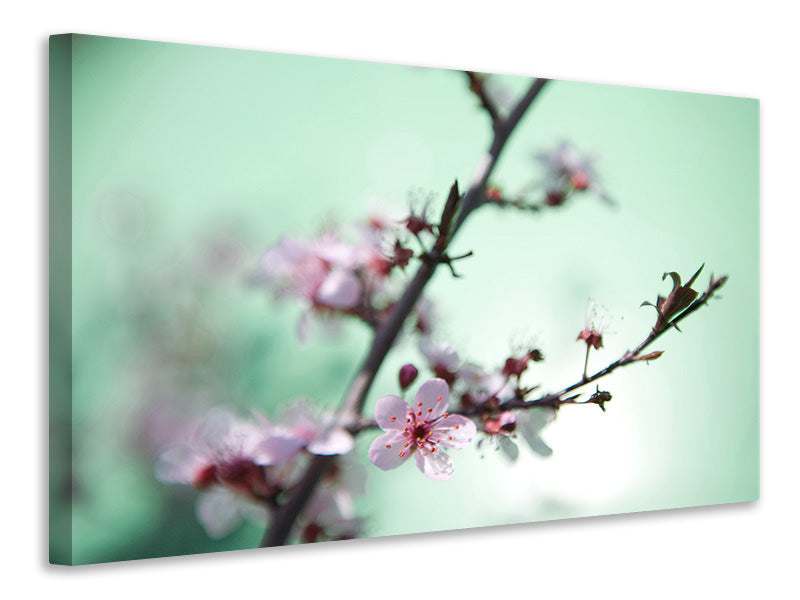Canvas print Beautiful Japanese Cherry Blossom