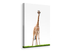 Load image into Gallery viewer, Canvas print The Long Giraffe
