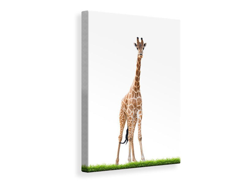 Canvas print The Long Giraffe