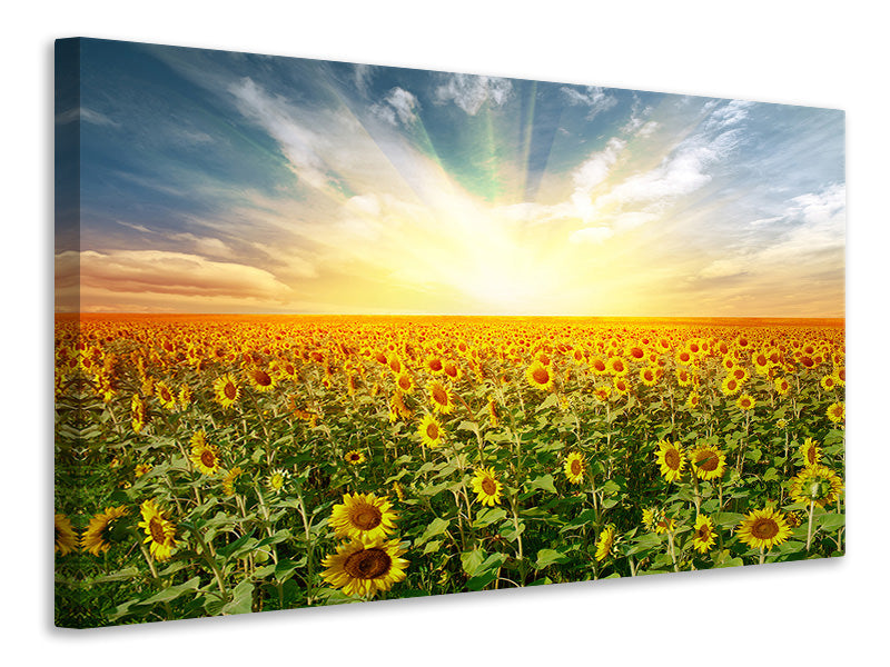 Canvas print A Field Full Of Sunflowers