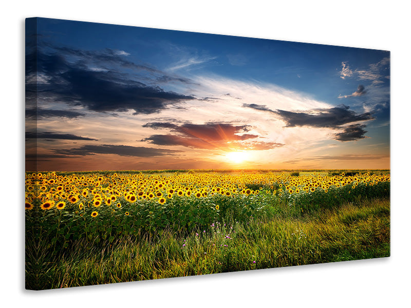 Canvas print A Field Of Sunflowers