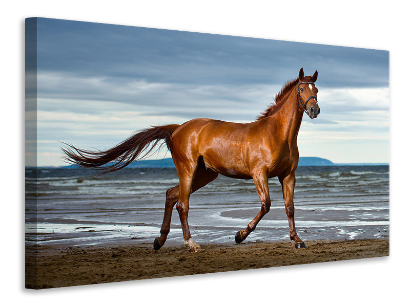Canvas print A Thoroughbred At The Sea