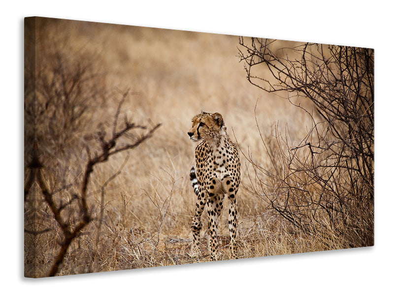 Canvas print Elegant Cheetah