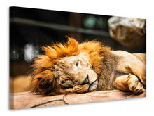 Load image into Gallery viewer, Canvas print Relaxed Lion
