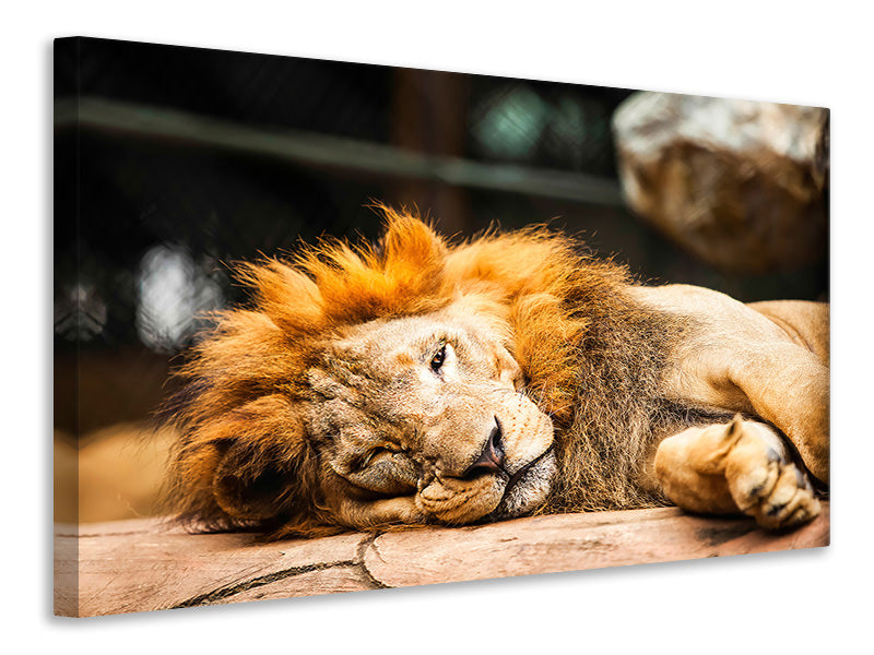 Canvas print Relaxed Lion