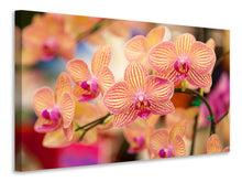 Load image into Gallery viewer, Canvas print Exotic Orchids
