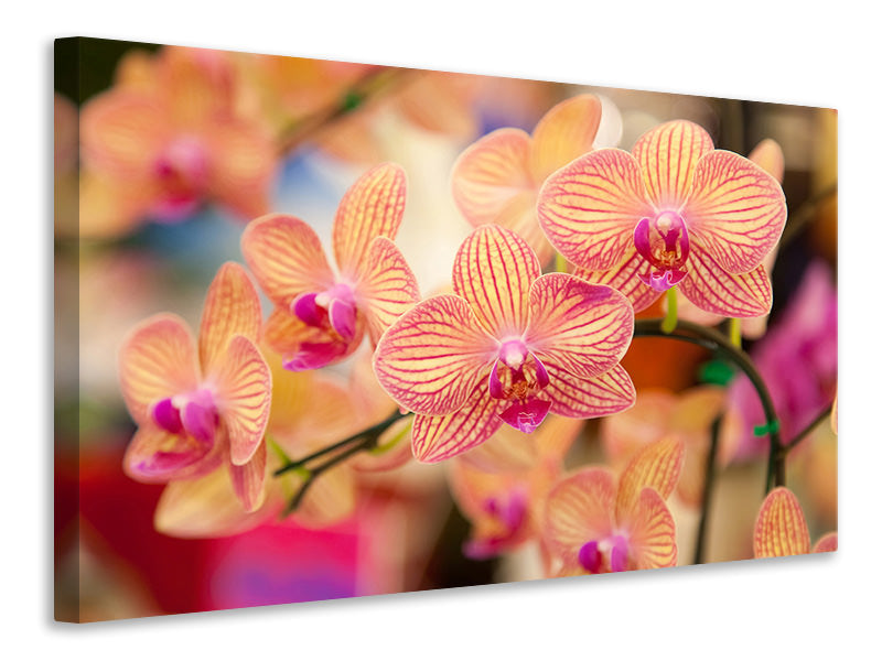 Canvas print Exotic Orchids