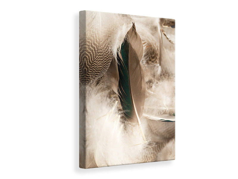 Canvas print Feathers