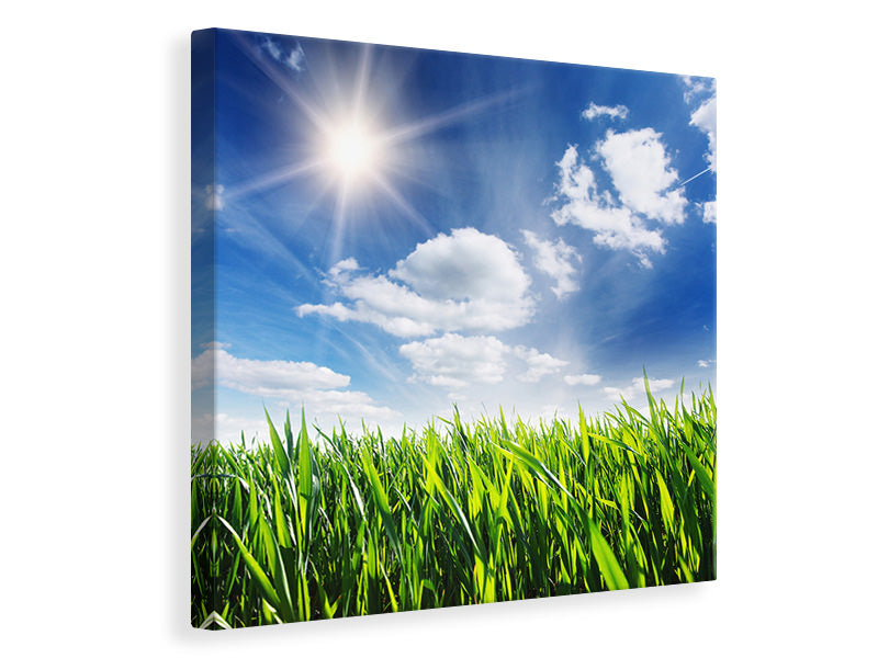 Canvas print Spring Grass