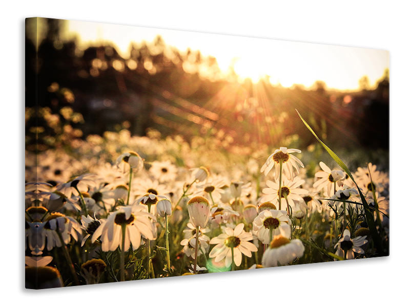 Canvas print Daisies At Sunset