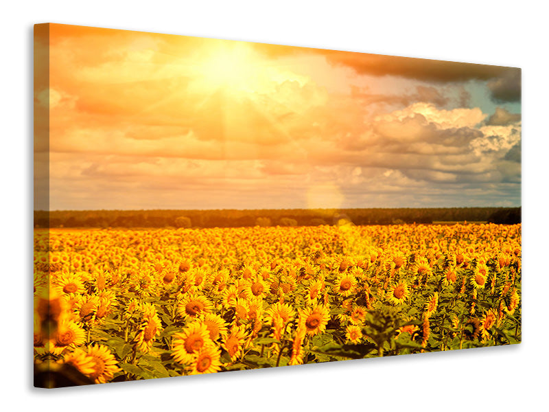 Canvas print Golden Light Sunflower
