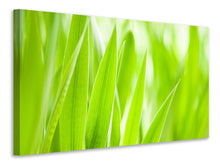 Load image into Gallery viewer, Canvas print Grass XXL
