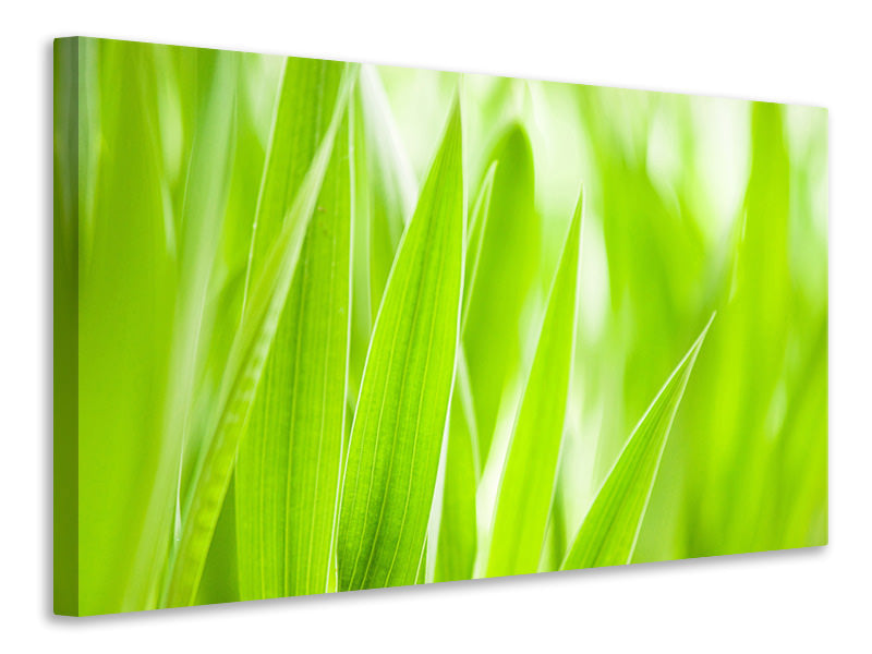 Canvas print Grass XXL