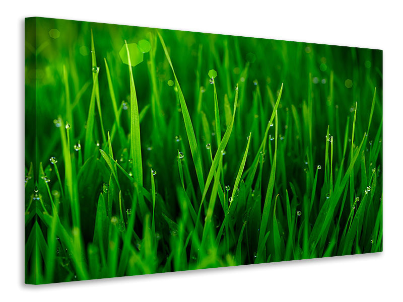 Canvas print Grass With Morning Dew