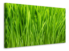 Load image into Gallery viewer, Canvas print Grass In Morning Dew
