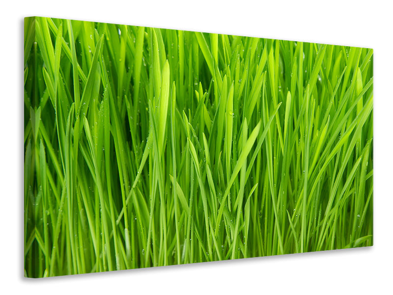 Canvas print Grass In Morning Dew