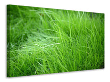 Load image into Gallery viewer, Canvas print Blades Of Grass
