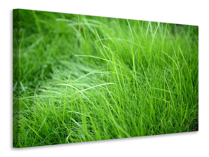 Canvas print Blades Of Grass