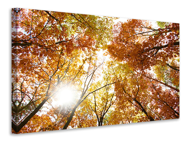 Canvas print Enlightened Autumn Trees