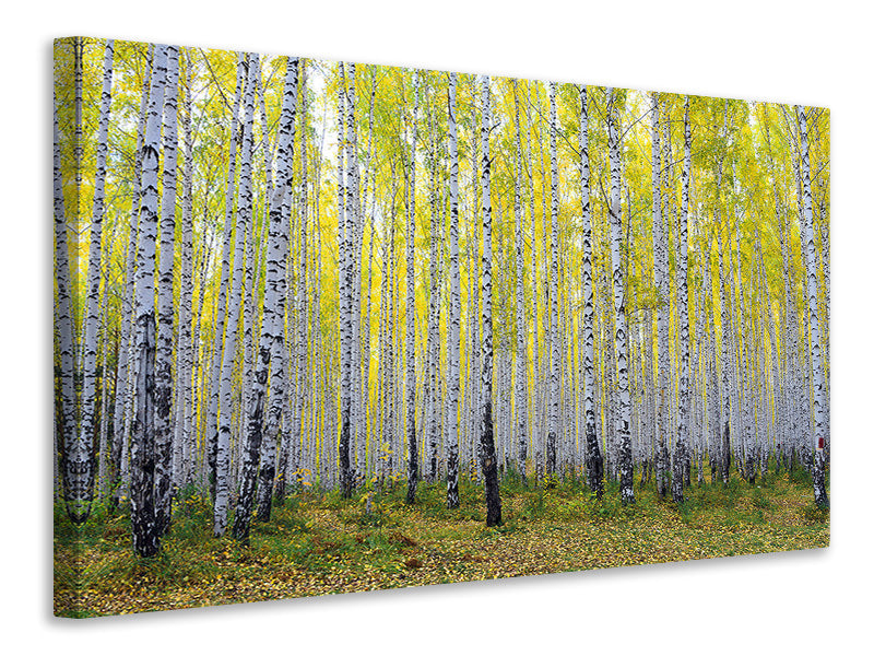 Canvas print Autumnal Birch Forest