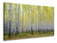 Canvas print Autumnal Birch Forest