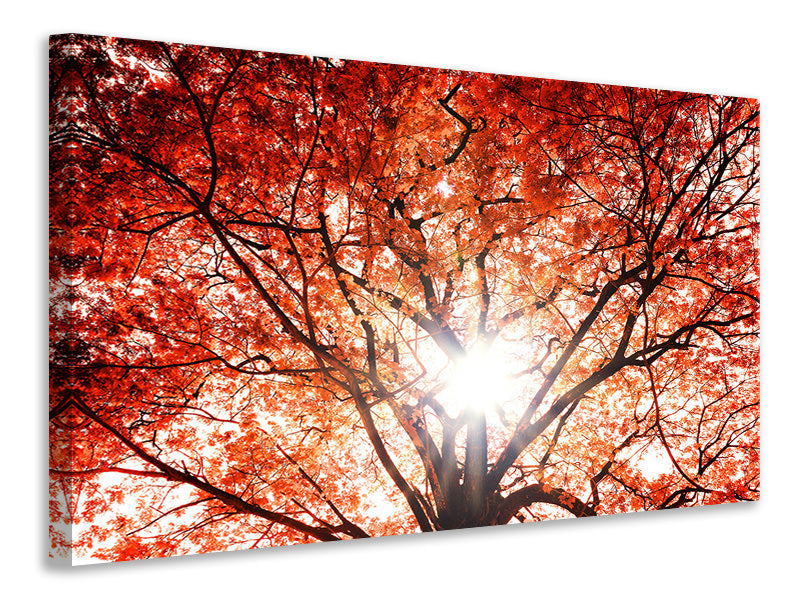 Canvas print Light Of Autumn