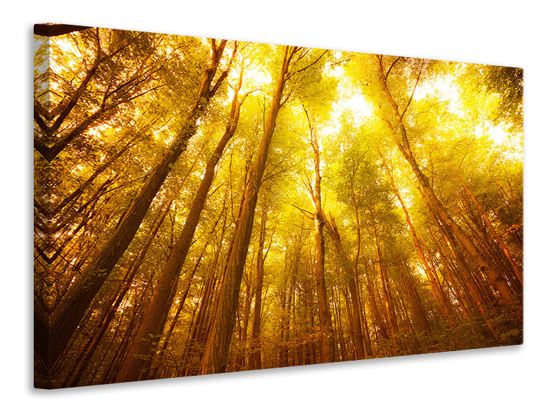 Canvas print Autumn Forest