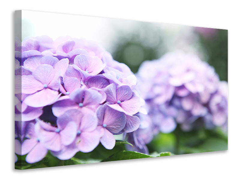 Canvas print Hydrangeas
