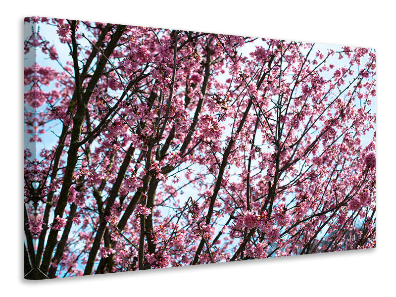 Canvas print Japanese Cherry Blossom
