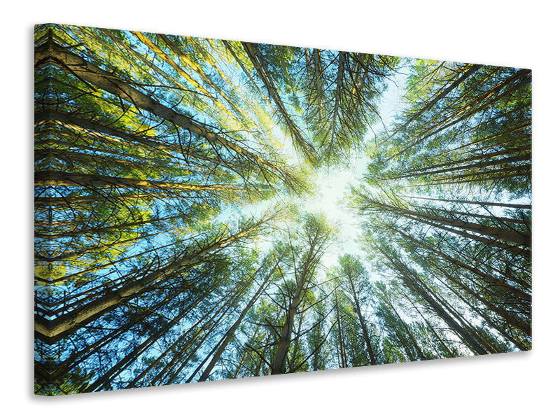 Canvas print Pine Forest