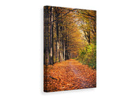 Canvas print Deciduous Forest In Autumn Light