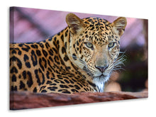 Load image into Gallery viewer, Canvas print Leopard
