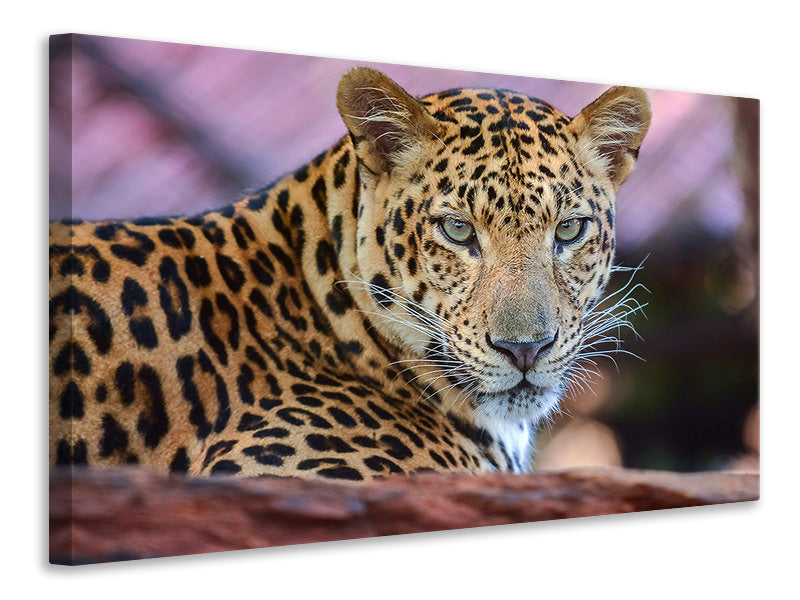 Canvas print Leopard