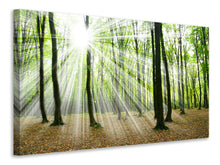 Load image into Gallery viewer, Canvas print Magic Light In The Trees
