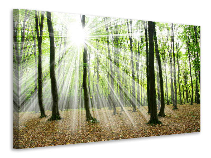 Canvas print Magic Light In The Trees
