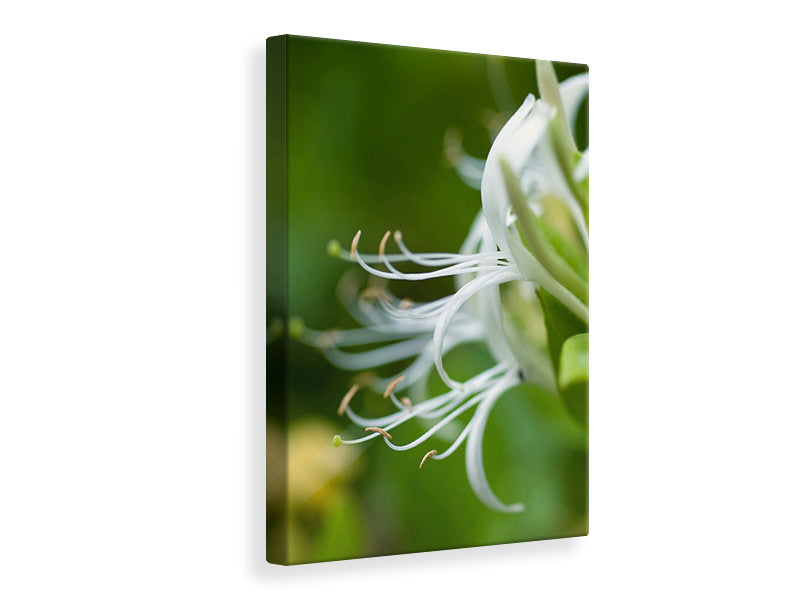 Canvas print Macro Florescence