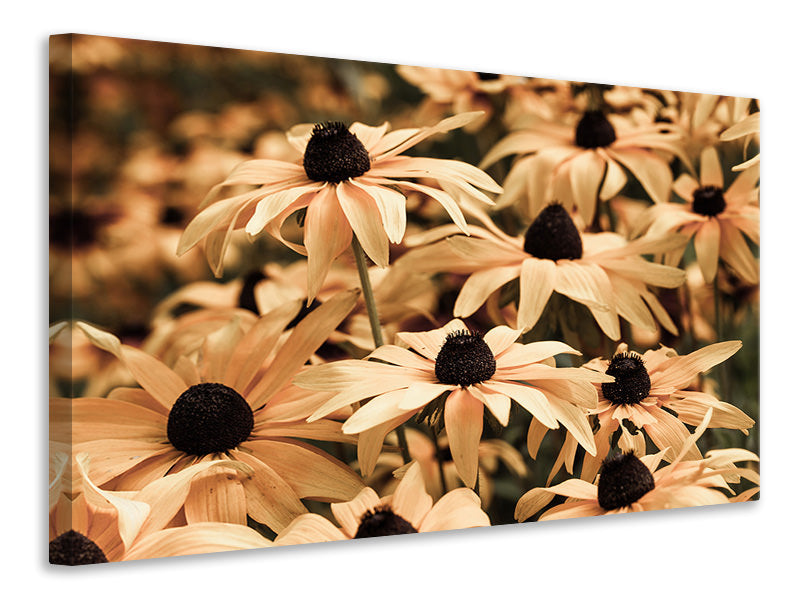 Canvas print Daisies In Sepia