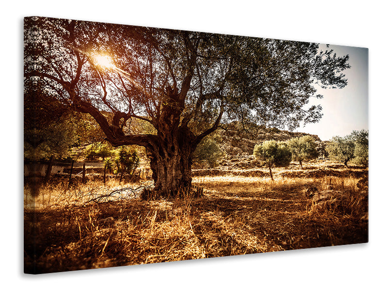 Canvas print Olive Grove