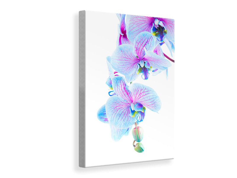 Canvas print Orchid Butterfly