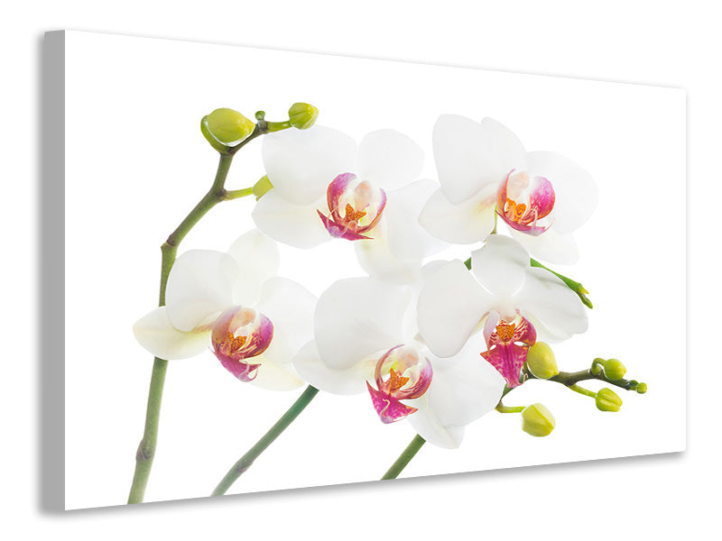 Canvas print Orchids Love