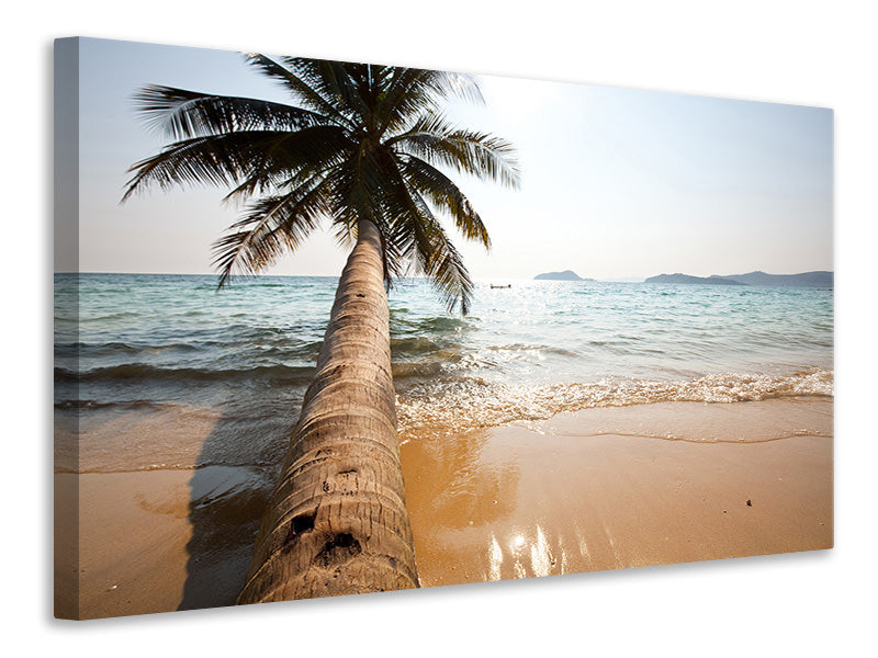 Canvas print Palm