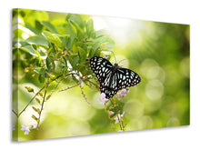 Load image into Gallery viewer, Canvas print Papilio Butterfly XXL
