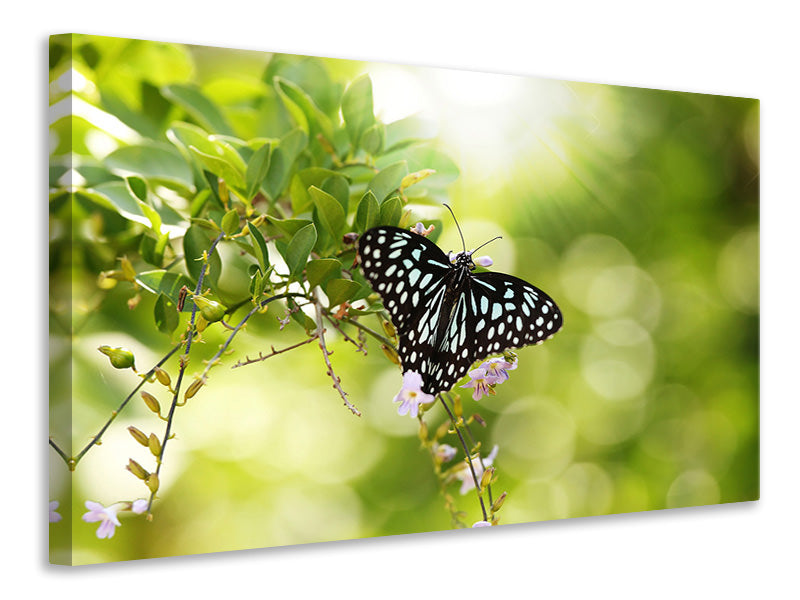 Canvas print Papilio Butterfly XXL