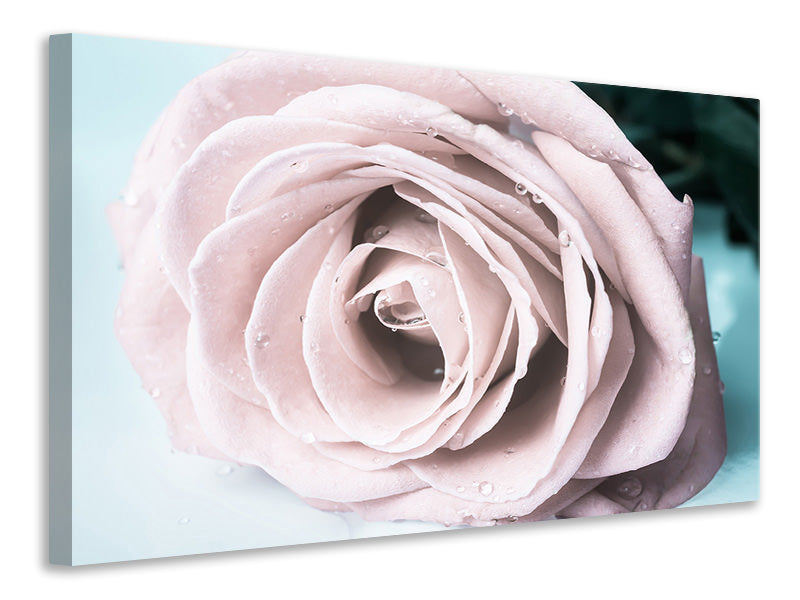 Canvas print Pastel Rose