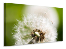 Load image into Gallery viewer, Canvas print Blowball Dandelion
