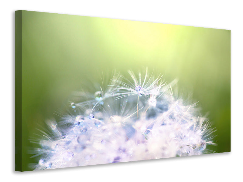 Canvas print Dandelion XL In Morning Dew