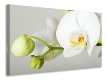 Load image into Gallery viewer, Canvas print Giant Orchid
